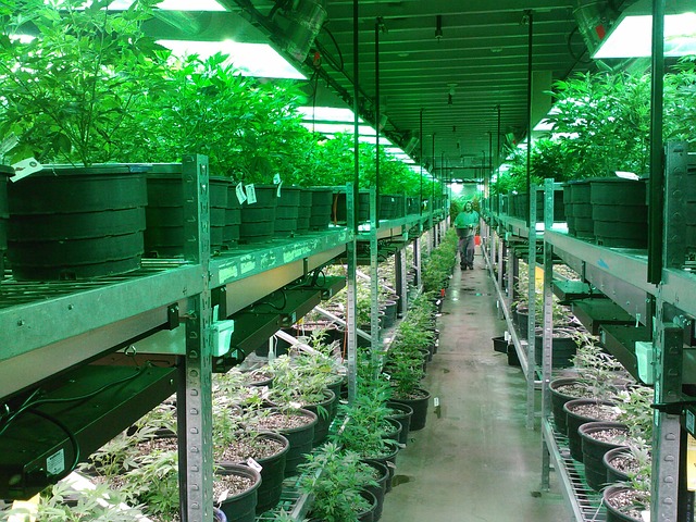 Colorado Crime Rate Stats After Legalization of Recreational Marijuana