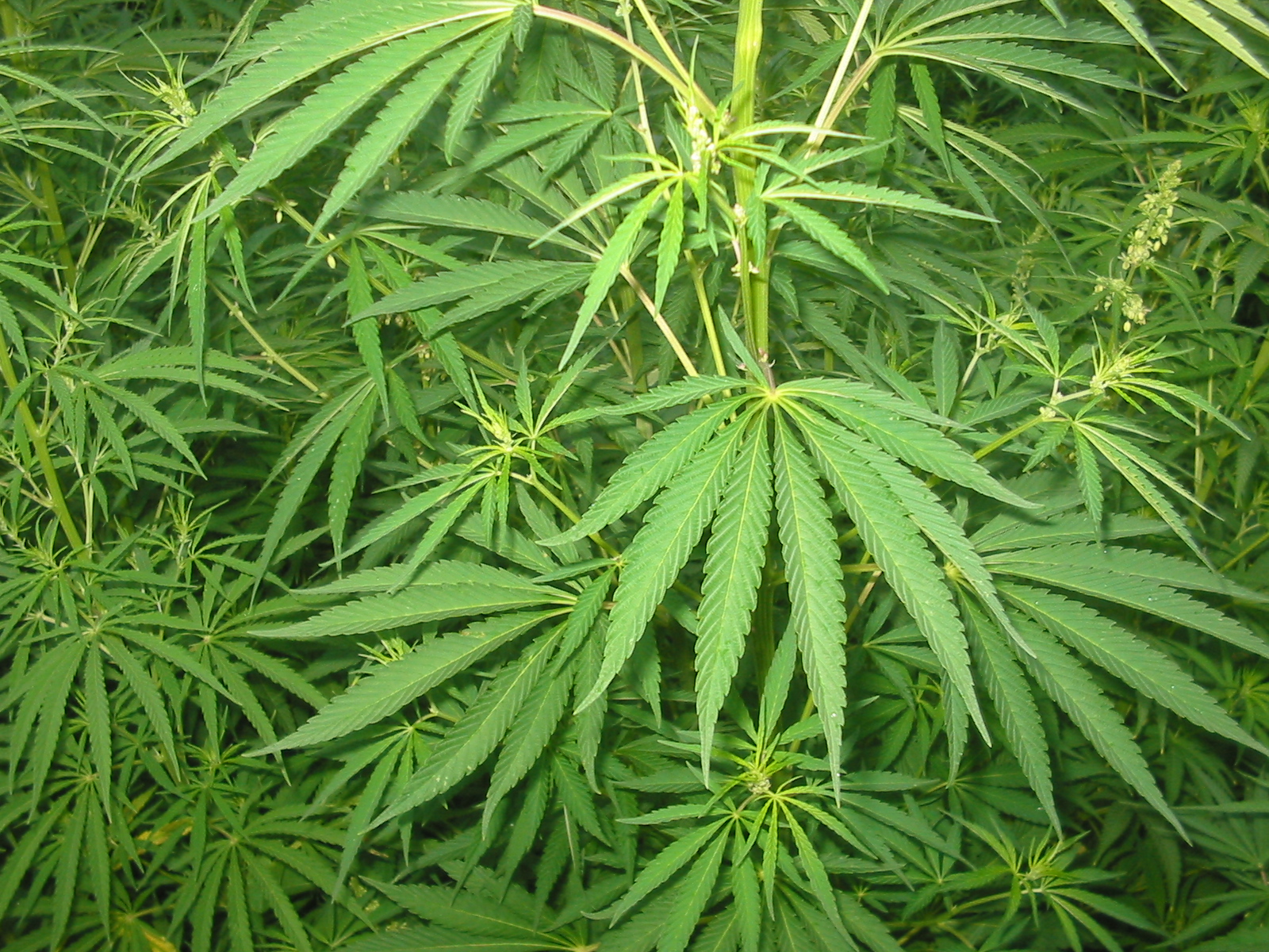 The Latest Statistics of Marijuana Legalization and Crime in Colorado